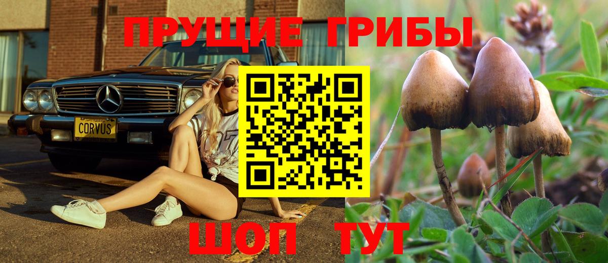 Псилоцибиновые грибы Psilocybe Кинель
